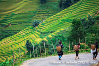 Vietnam ethnic and rice terrace field